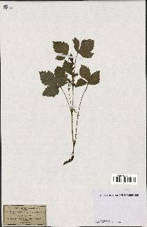 spécimen de Rubus saxatilis