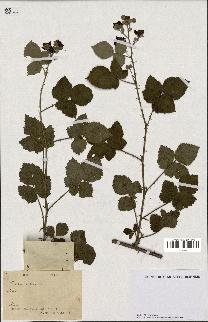 spécimen de Rubus villicaulis