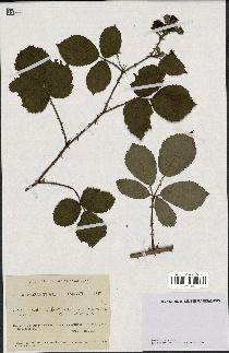 spécimen de Rubus villicaulis