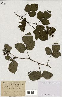 spécimen de Rubus villicaulis