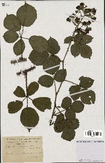 spécimen de Rubus villicaulis