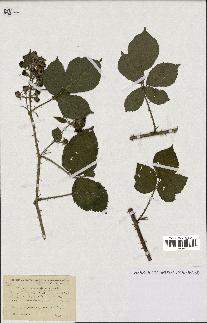 spécimen de Rubus vulnerificus