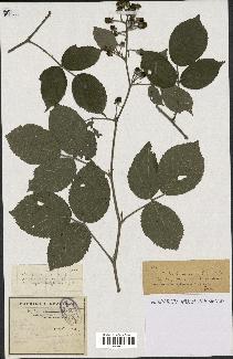 spécimen de Rubus cenomanensis