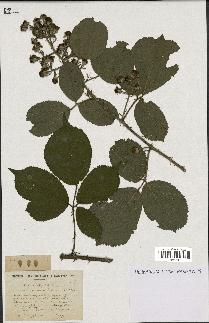 spécimen de Rubus muelleri