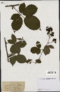 spécimen de Rubus sylvaticus