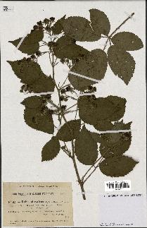 spécimen de Rubus sylvaticus