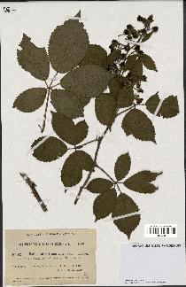 spécimen de Rubus sylvaticus