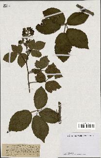 spécimen de Rubus sylvaticus