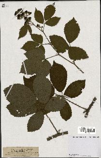 spécimen de Rubus sylvaticus