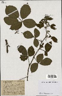 spécimen de Rubus sylvaticus