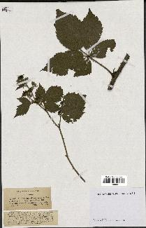 spécimen de Rubus sylvaticus