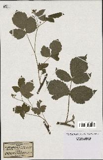 spécimen de Rubus caesio-idaeus