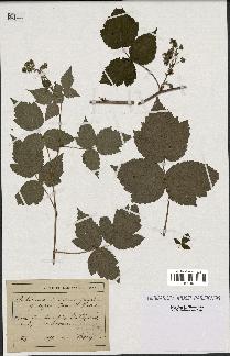 spécimen de Rubus caesio-idaeus