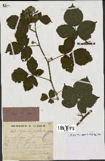 spécimen de Rubus sp.