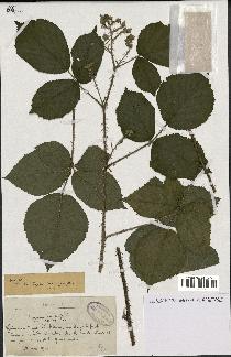 spécimen de Rubus insericatus