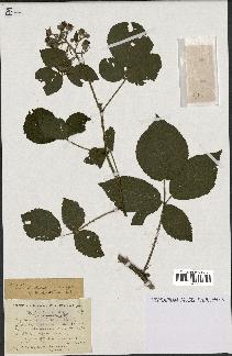 spécimen de Rubus insericatus