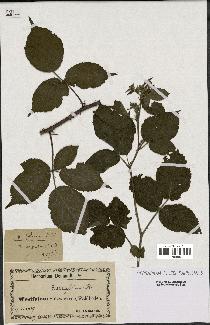 spécimen de Rubus foliosus