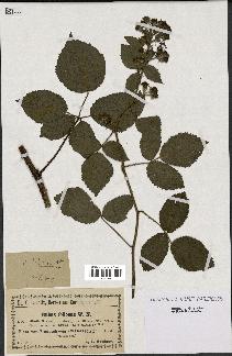 spécimen de Rubus foliosus