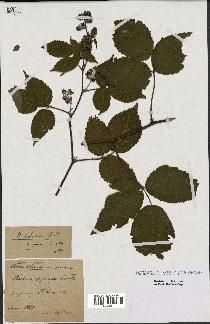 spécimen de Rubus foliosus