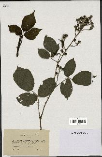 spécimen de Rubus subcanus