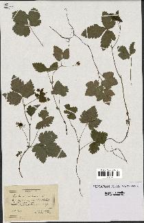 spécimen de Rubus arcticus