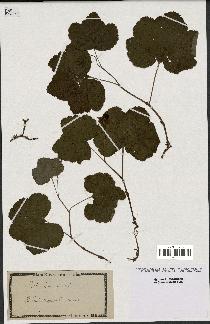 spécimen de Rubus chamaemorus