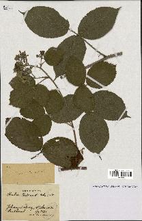 spécimen de Rubus bellardii