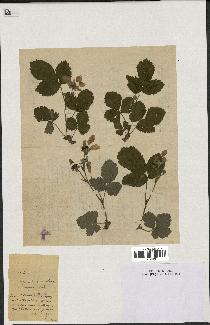 spécimen de Rubus sp.