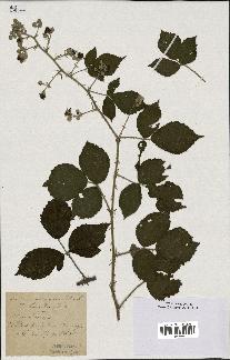 spécimen de Rubus prolongatus