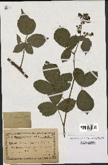 spécimen de Rubus foliosus