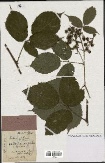 spécimen de Rubus rivularis