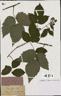 spécimen de Rubus rivularis