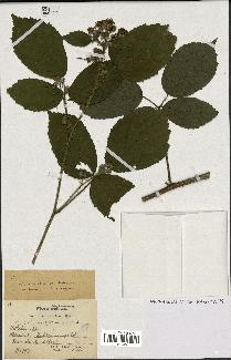 spécimen de Rubus rivularis