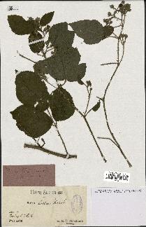 spécimen de Rubus rivularis