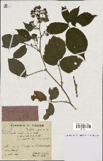 spécimen de Rubus rivularis