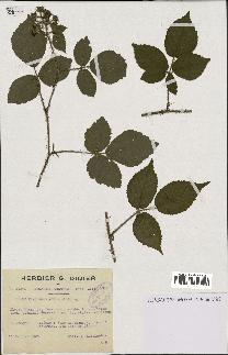 spécimen de Rubus rivularis