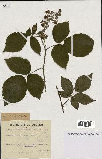 spécimen de Rubus rivularis