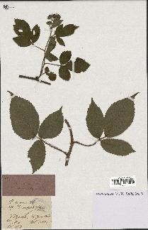 spécimen de Rubus serpens