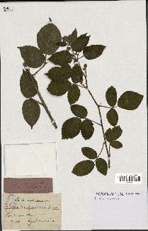 spécimen de Rubus serpens