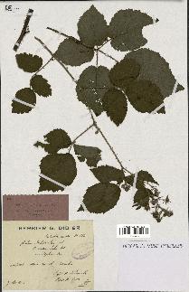 spécimen de Rubus schleicheri