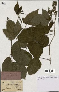 spécimen de Rubus serpens