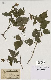 spécimen de Rubus spectabilis