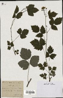 spécimen de Rubus ligerinus