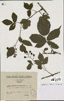 spécimen de Rubus schleicheri