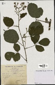 spécimen de Rubus schleicheri