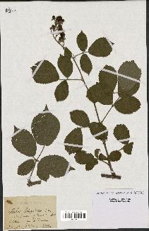 spécimen de Rubus litigiosus