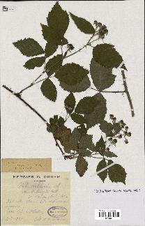 spécimen de Rubus schleicheri