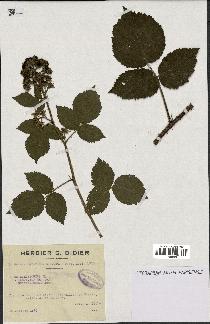 spécimen de Rubus schleicheri