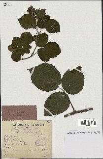 spécimen de Rubus serpens