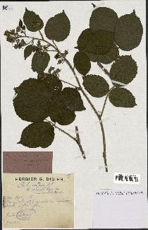 spécimen de Rubus serpens